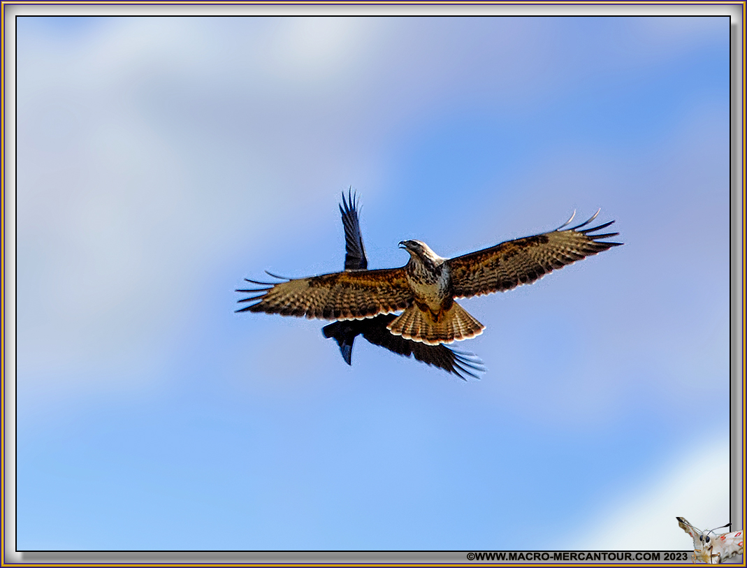 Buse variable et Corbeaux